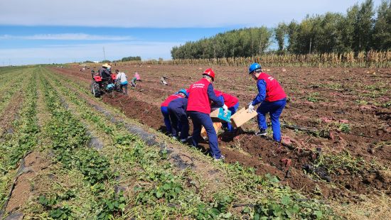 国网沈阳供电公司：丰收季里“电”护航 地瓜“甜”满幸福仓