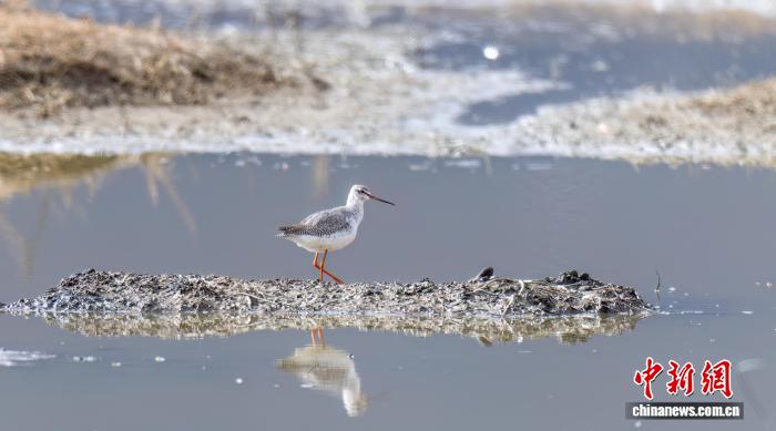 云南迪庆纳帕海新记录到2种鸟类 总数增至268种,云南迪庆纳帕海新记录到2种鸟类 总数增至268种