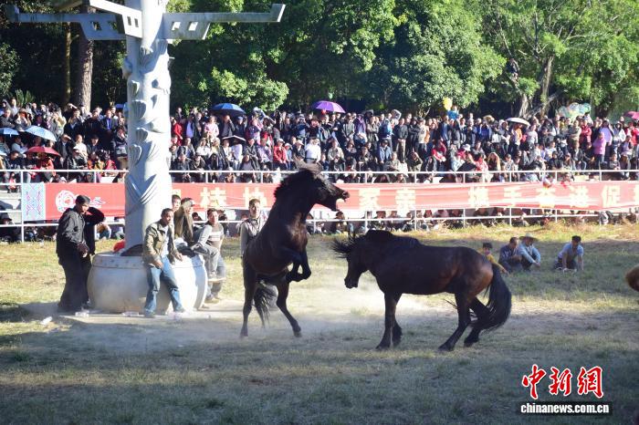 耕地马化身“赛场斗士” 广西苗乡斗马节引客至,耕地马化身“赛场斗士” 广西苗乡斗马节引客至
