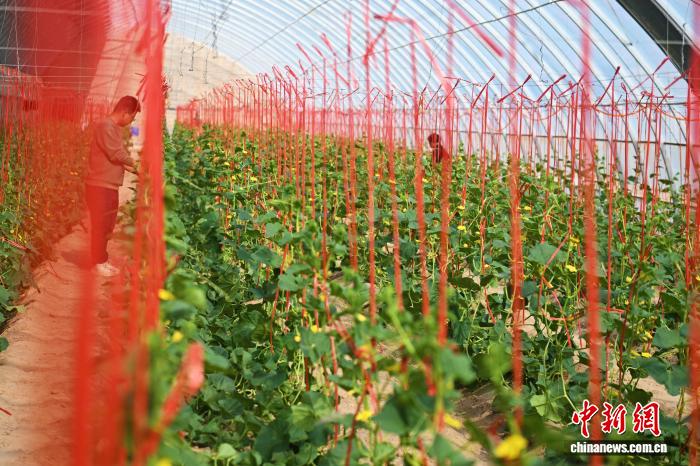 甘肃现代寒旱特色农业全产业链产值将达6200亿元,甘肃现代寒旱特色农业全产业链产值将达6200亿元